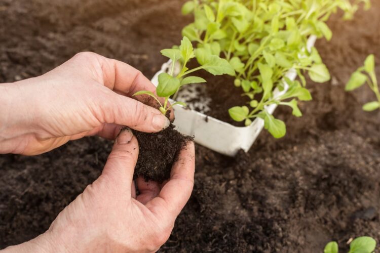 How to Transport Your Garden Plants to Your New NJ Home