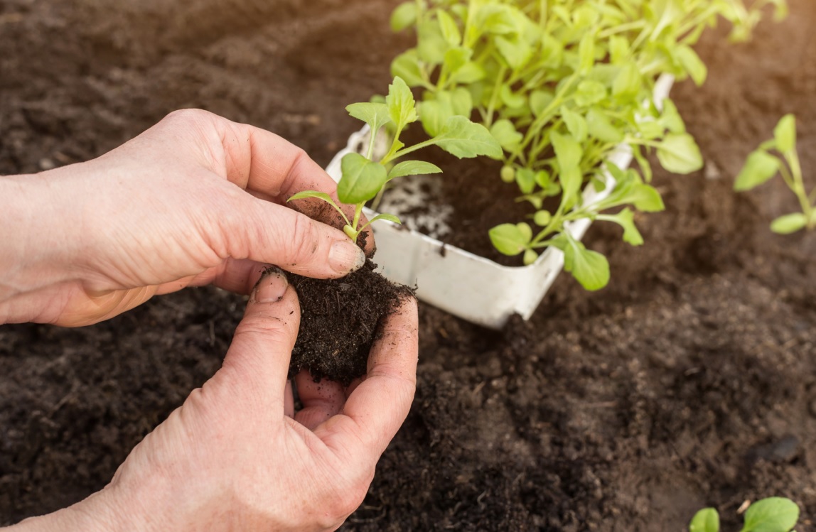 How to Move Your Garden Plants to Your New NJ Home